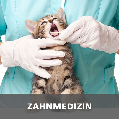 Tierarztpraxis Höchst im Odenwald
